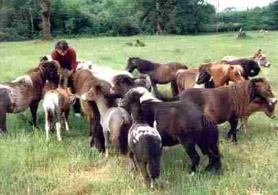Herd Of Miniature Ponies Charge Around The Field In Excitement